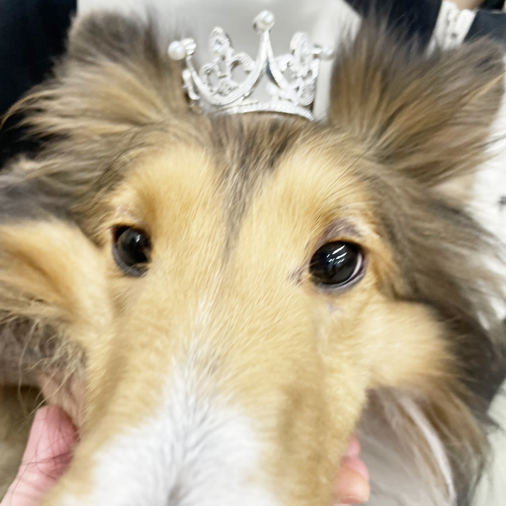 生徒が撮影したモデル犬写真②